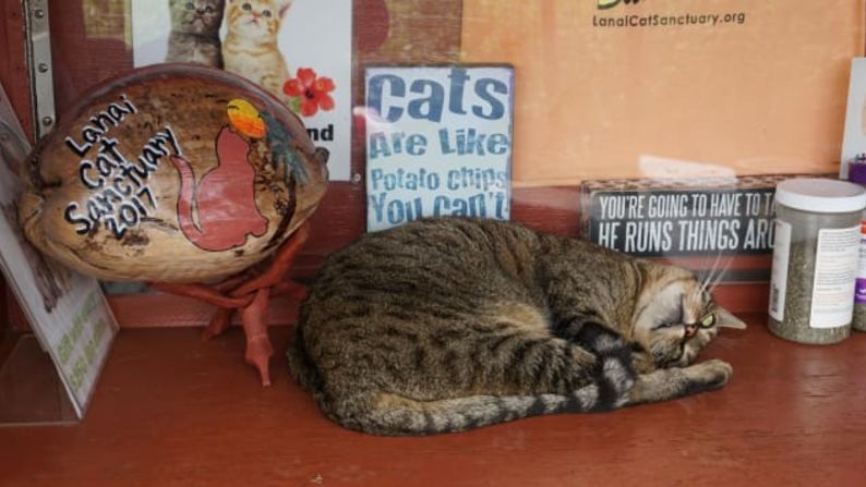 ¡Qué comience la fiesta!: a su llegada, los visitantes son recibidos por felinos listos para ser acariciados.