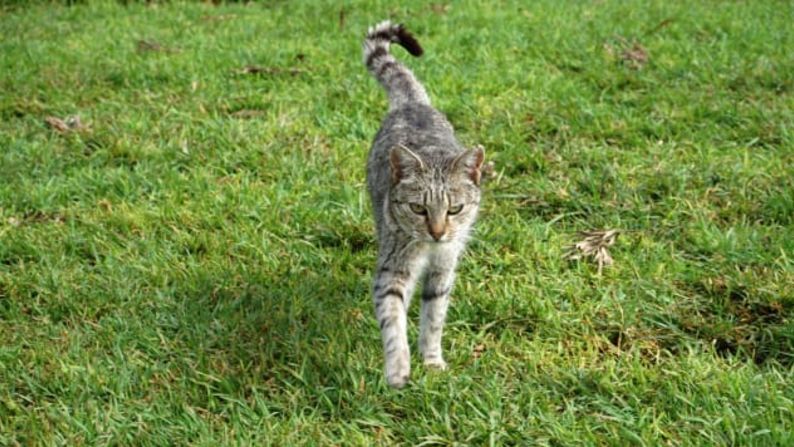 La vida es perfecta: "Nuestro lema aquí es que cada gato tiene un plan y cada gato es importante", dijo el director ejecutivo del Santuario de Gatos Lana'i, Keoni Vaughn.