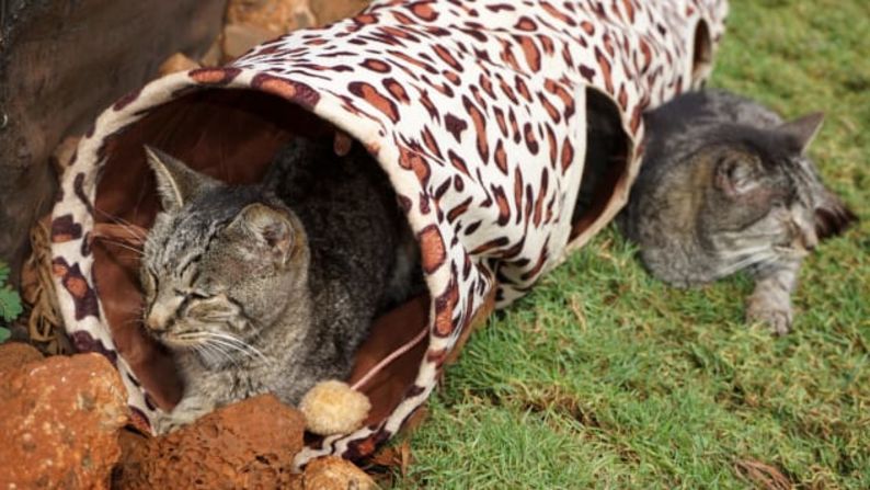 Sabor local: el santuario solo admite gatos de la isla.