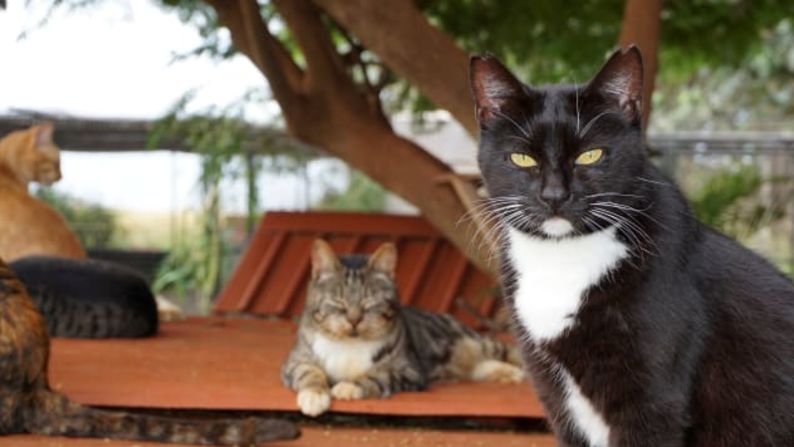 Tiempo social: más allá de alimentar y cuidar a los gatos, los empleados del santuario participan en muchas actividades de socialización. "Vemos cómo estos gatos callejeros o no socializados, que nunca confiaron en los humanos, empiezan a cambiar", dijo Vaughn.