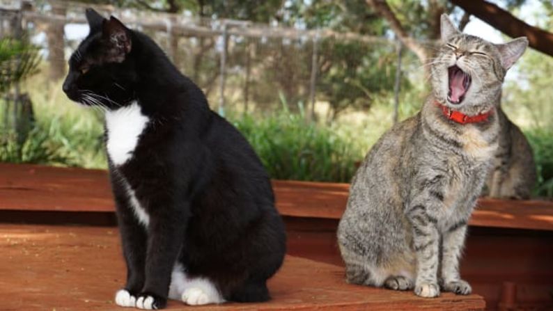 Vida de ensueño: para muchos de los gatos, esta es una posibilidad de vivir plenamente con suficiente comida y mucho tiempo de siestas.