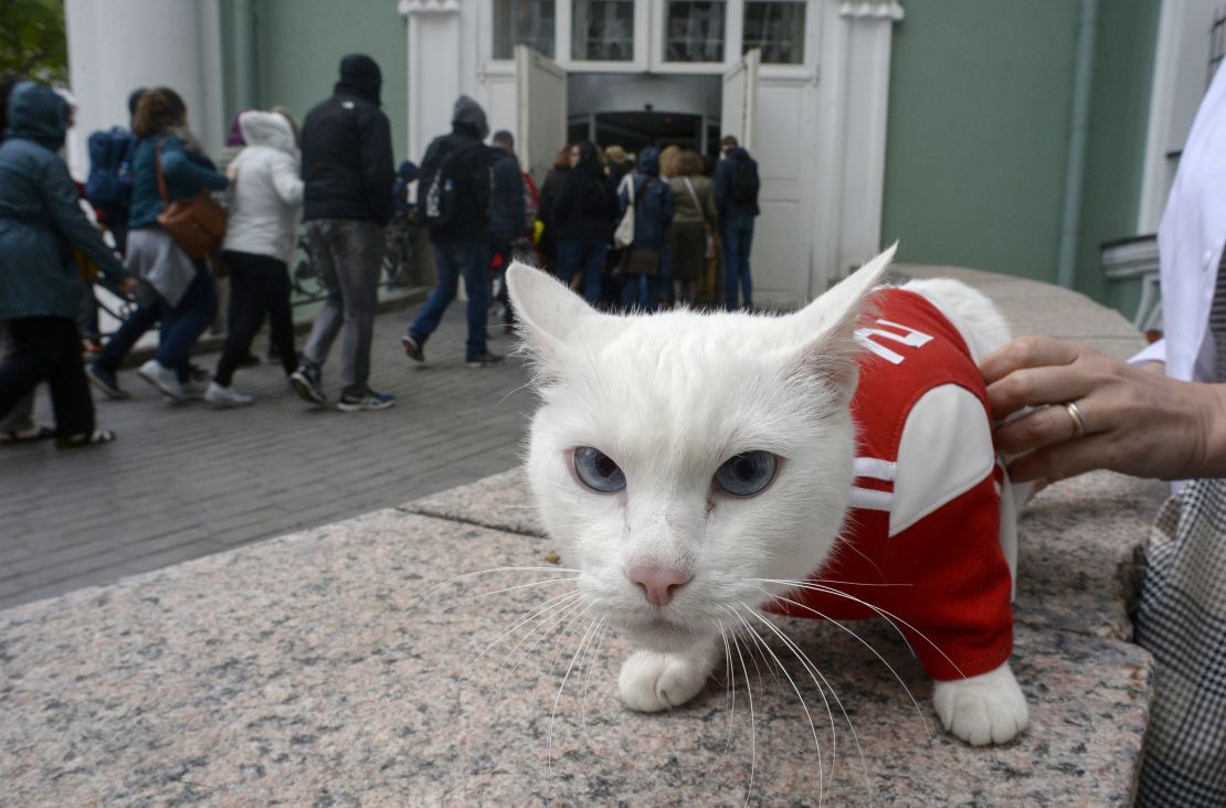 El gato Aquiles es uno de los varios felinos que habitan la sede del Museo Hermitage, en San Petersburgo, Rusia.