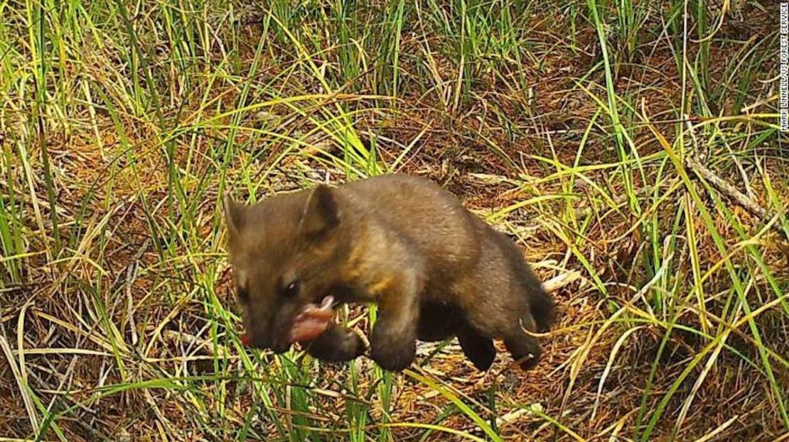 Su hábitat se ve afectado por varios factores que la están llevando al peligro de extinción.