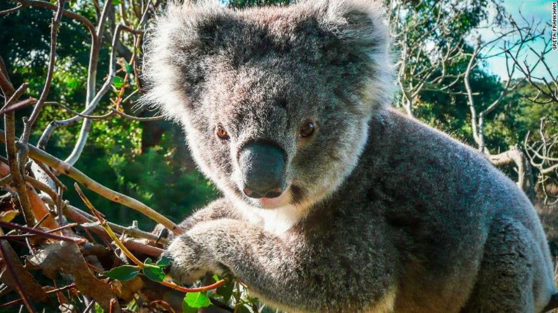 Foto en primer plano de un koala salvaje en Australia.