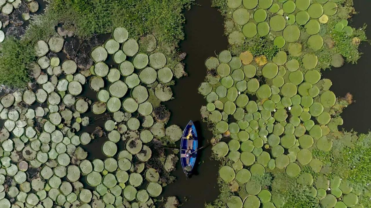 CNNE 541021 - destinos- los maravillosos lirios que nacen cerca del rio paraguay