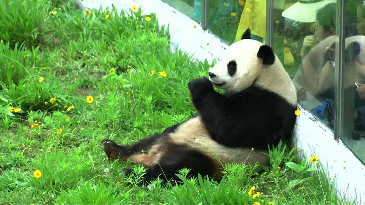 CNNE 542388 - #estonoesnoticia- celebracion con torta de vegetales y frutas para un panda gigante