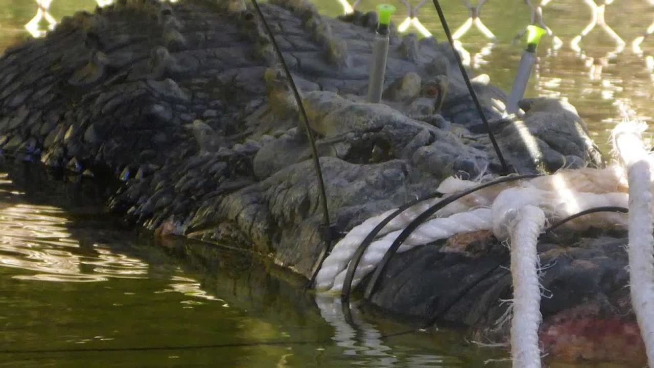 CNNE 542597 - capturan a monstruoso cocodrilo en australia