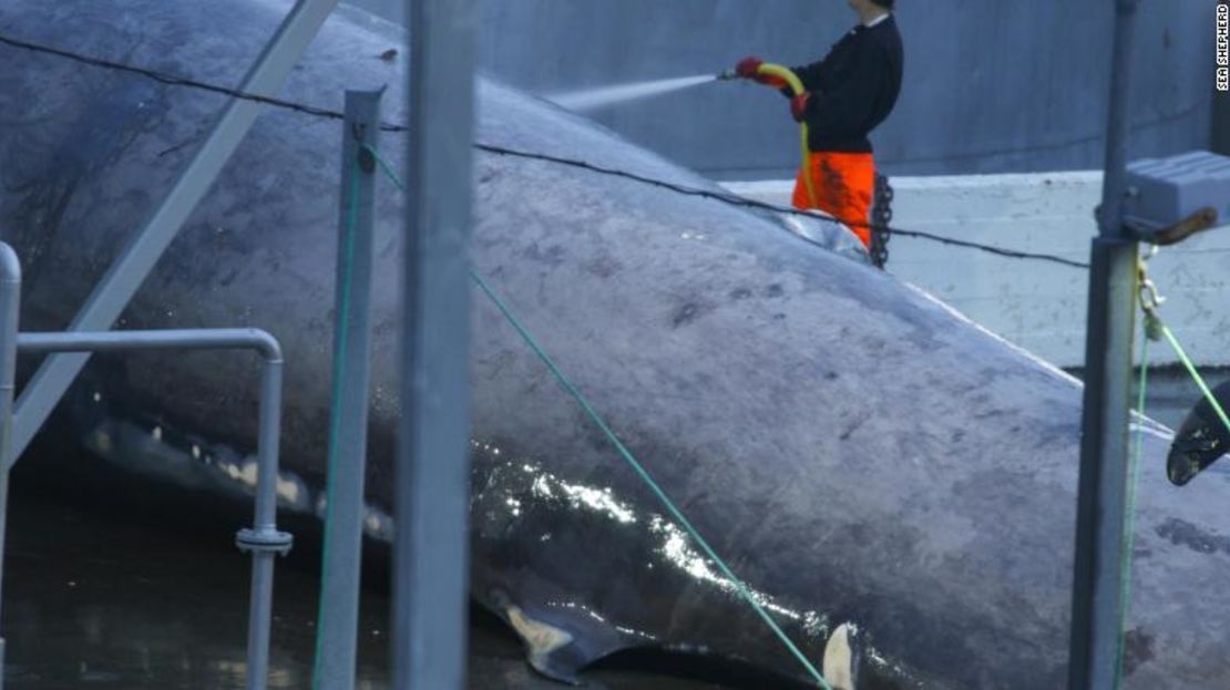 CNNE 543406 - 180712125619-03-blue-whale-iceland-exlarge-169