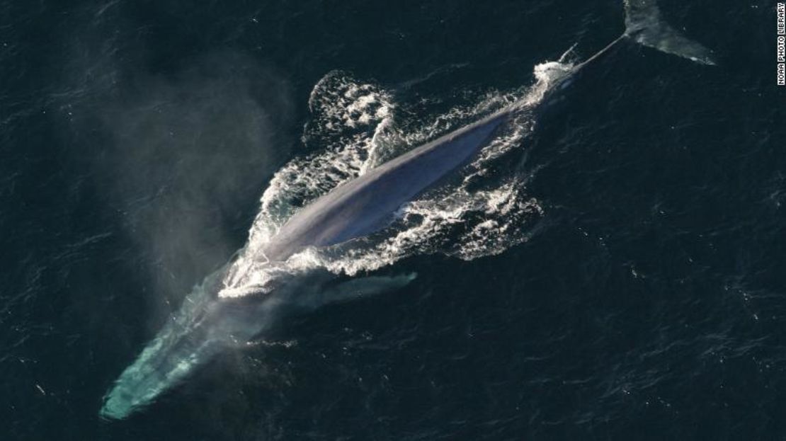 CNNE 543408 - 180712130746-04-blue-whale-iceland-exlarge-169