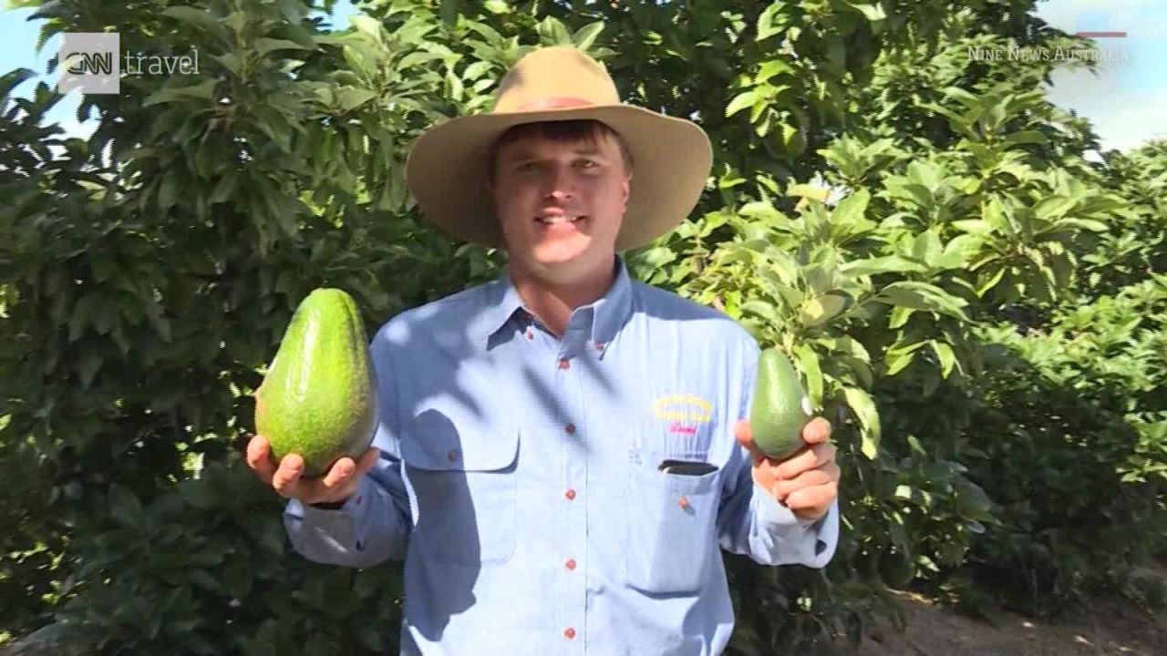 CNNE 543984 - aguacates gigantes en australia