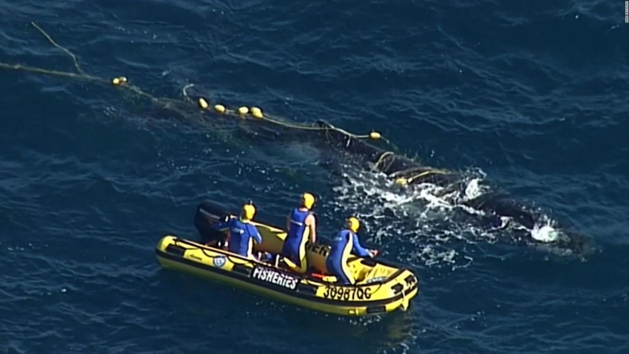 CNNE 544483 - australia- ballena atascada por fin es liberad