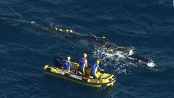 CNNE 544483 - australia- ballena atascada por fin es liberad