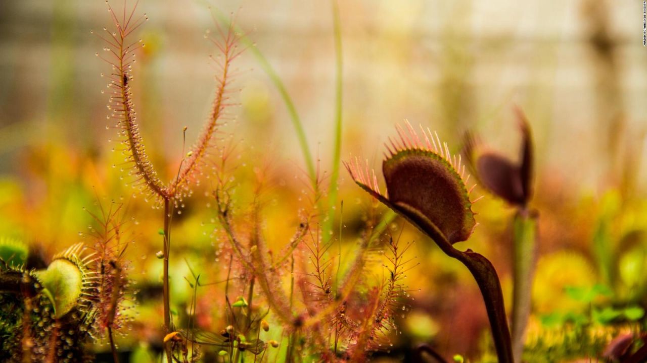 CNNE 545412 - las plantas carnivoras se apoderan de bogota