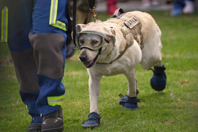 La perra labrador ha hecho 52 rescates exitosos en sus siete años de vida, según las autoridades.