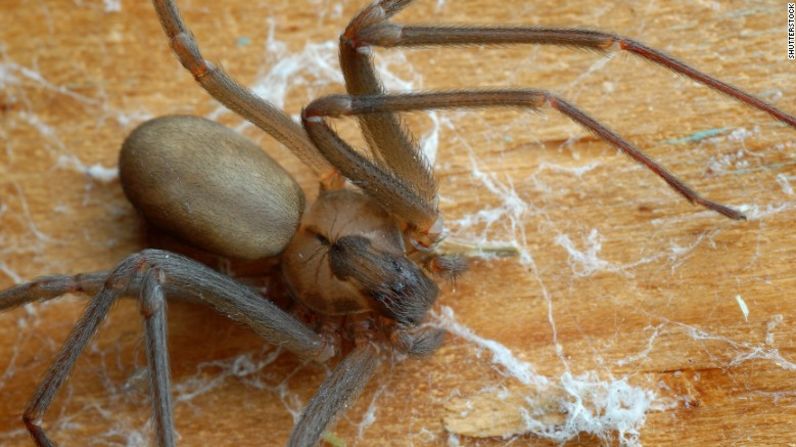 Mantente alejado de la araña reclusa parda, uno de los arácnidos más peligrosos del planeta. Se puede encontrar al aire libre, cerca de las rocas, en el bosque o lo más escalofriante: en el interior de lugares oscuros. Su picadura puede causar lesiones que derivan en gangrenas.