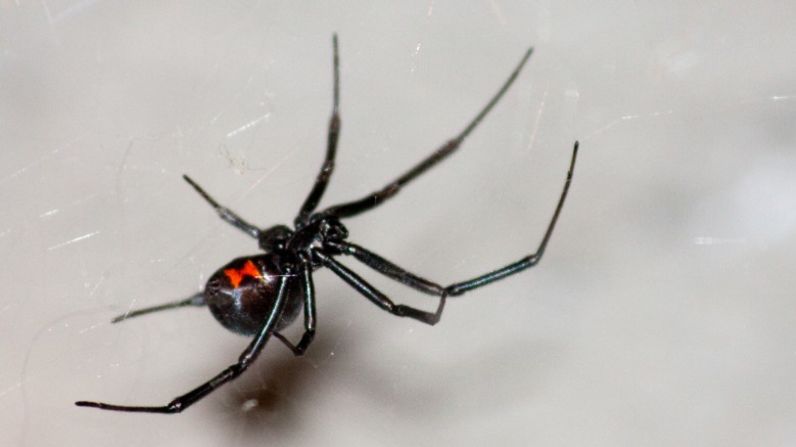 La araña viuda negra está en todo el mundo. Su picadura puede producir vómitos y dolor, aunque por lo general no es fatal. La vida negra suele ser identificada por su cuerpo negro y la marca roja en forma de reloj de arena.