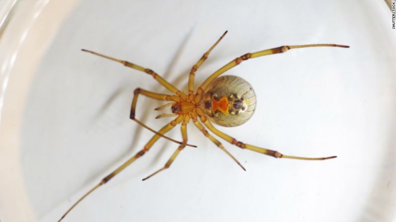 La araña viuda marrón, que también tiene una marca roja en forma de reloj de arena en su abdomen, es ligeramente menos venenosa que la viuda negra. Se cree que vive en la mayoría de los lugares más tropicales del mundo, así como en el sur de Estados Unidos. Estas criaturas generan picaduras dolorosas que pueden provocar graves hinchazones y enrojecimientos.