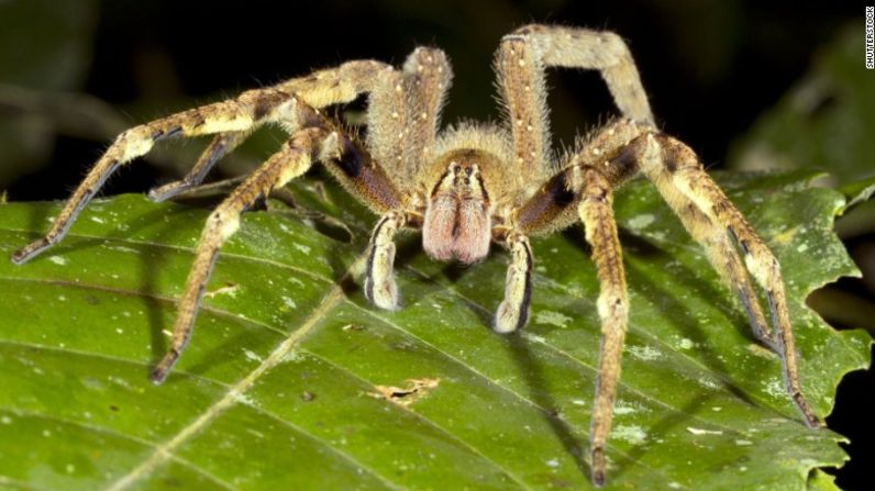 Aunque se asemejan a las inofensivas tarántulas, las arañas errantes brasileñas, conocidas por construir telarañas en pátanos, son considerablemente más peligrosas. Este arácnido sudamericano bien puede ser la araña más venenosa del planeta. Su picadura podría poner en peligro tu vida.