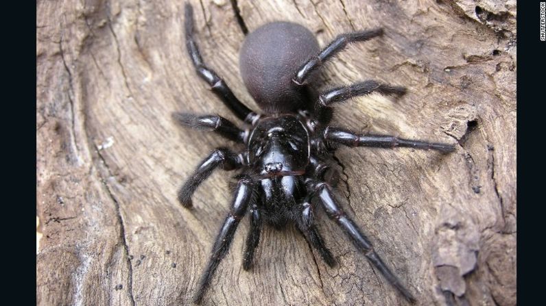 La araña de tela de embudo de Sydney, generalmente encontrada en Australia, también origina intensos dolores con sus picaduras. Su veneno ataca el sistema nervioso central y ha causado la muerte de más de una docena de personas en los últimos 100 años.