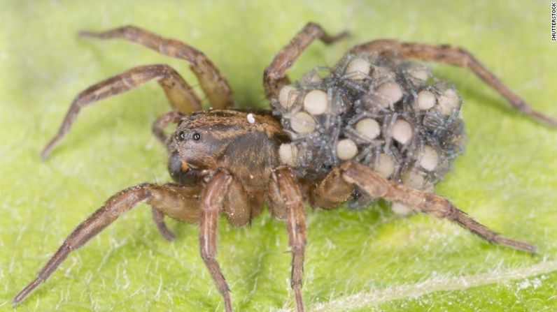 Esta araña lobo, que se ve aquí con arañas bebés en su espalda, es un tipo de araña que suele vivir en el suelo. Muerde a los humanos, pero su veneno no suele causar hinchazones.