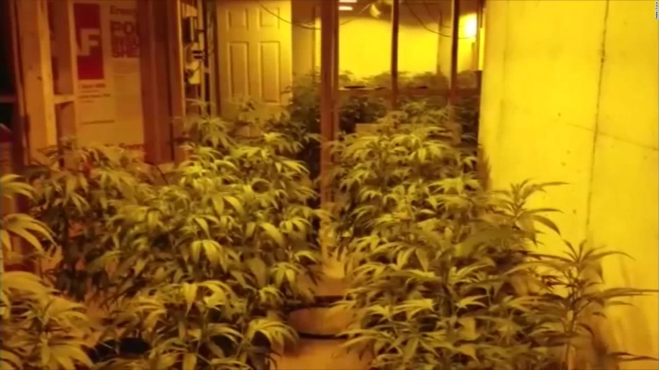 CNNE 546001 - localizan 2-500 plantas de marihuana en sotanos de casas en georgia