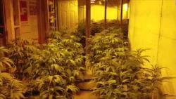 CNNE 546001 - localizan 2-500 plantas de marihuana en sotanos de casas en georgia