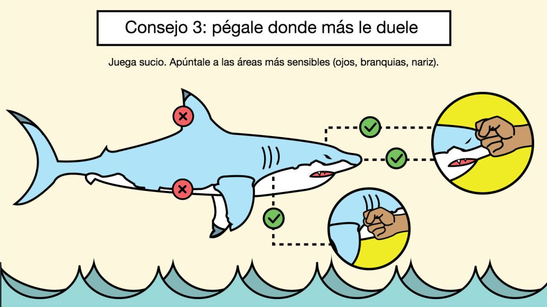 CNNE 546206 - ataques tiburon consejos3