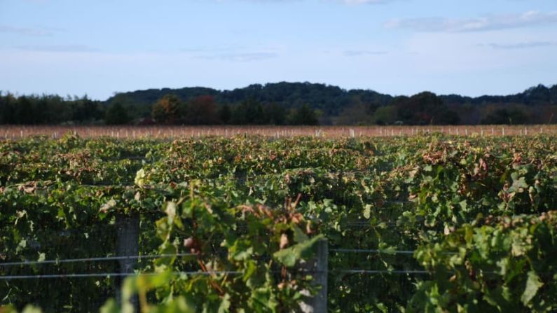 NORTH FORK, LONG ISLAND: Puedes pelear contra el tráfico y las multitudes en camino a The Hamptons, pero si lo que buscas es algo más tranquilo (y más económico) fuera de Nueva York, existe esta joya. La cata de vinos es una de las principales actividades y después prepárate para deleitarte con los ricos platillos que ofrecen.