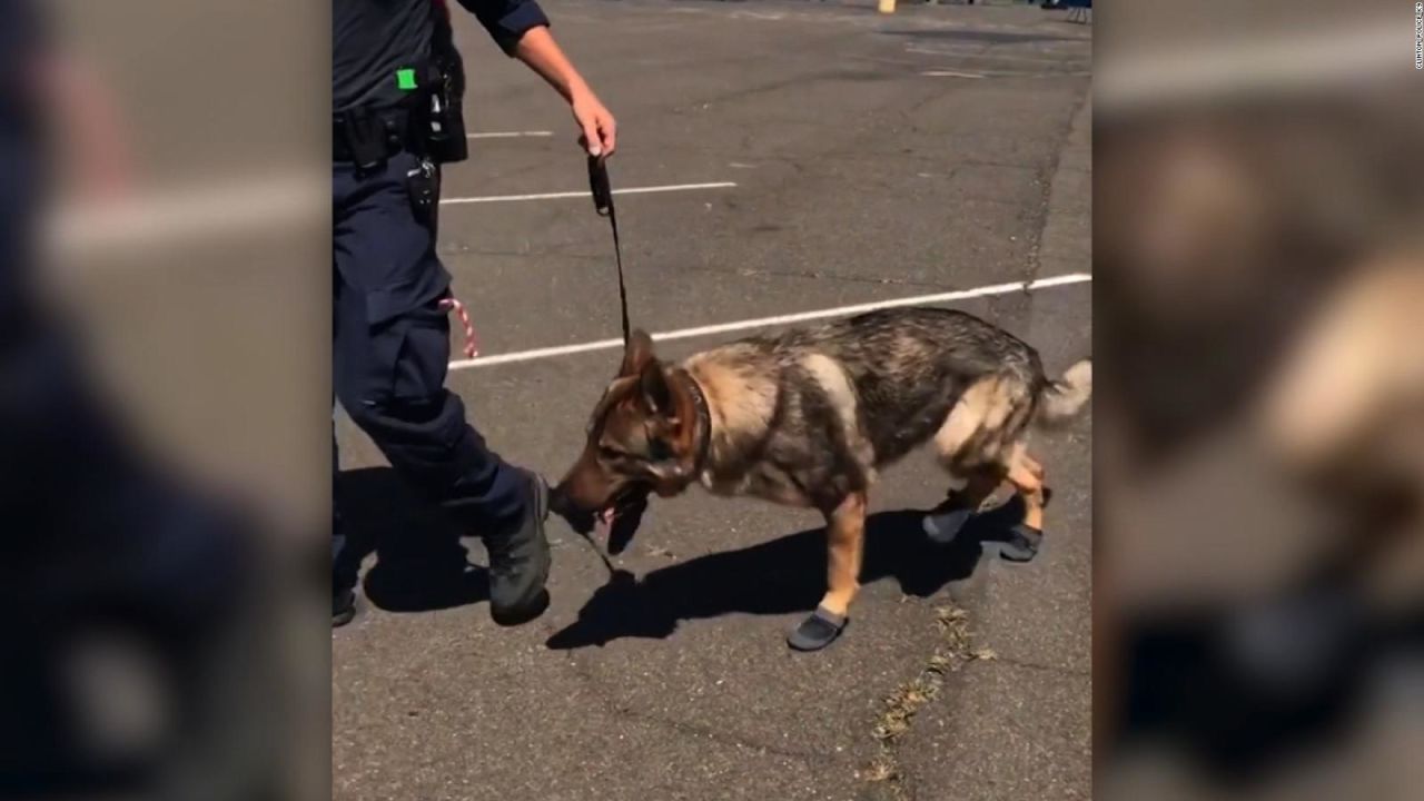 CNNE 547796 - #estonoesnoticia- en connecticut existe el perro con botas