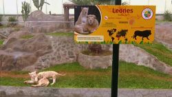 CNNE 548158 - el zoologico de lima tiene dos nuevos integrantes