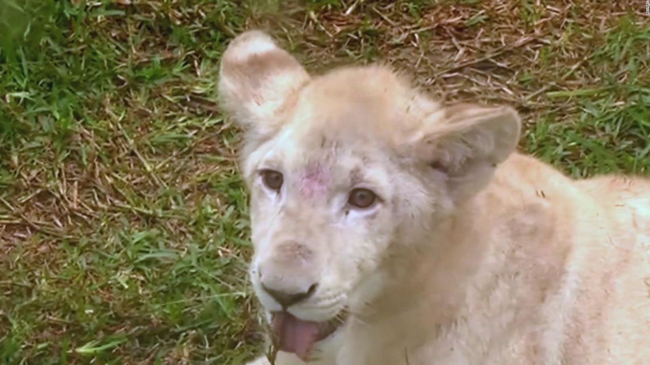 CNNE 548351 - cachorros de leon blanco, la nueva sensacion del zoologico de lima