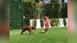 CNNE 548716 - messi le gana el "partido" a su perro gigante y su hijo lo felicita