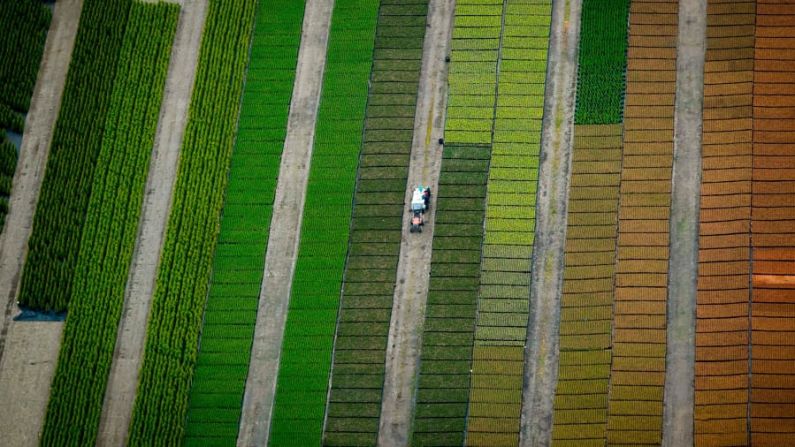 Mission, Canadá. Vista aérea de un vivero cerca de Mission, Columbia Británica. A unos 80 kilómetros al sureste de Vancouver, las principales industrias de la ciudad han sido tradicionalmente el cultivo de bosques y la agricultura.