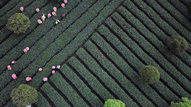 Zunyi, China. Los niños participan en una gira de recolección de té de primavera en la provincia china de Guizhou.