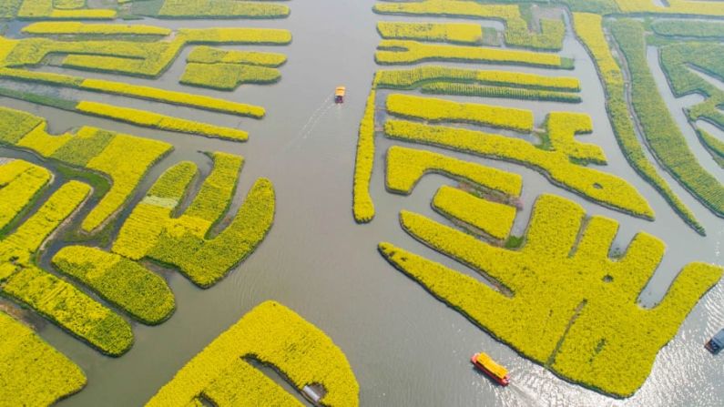 Xinghua, China. Barcos turísticos navegan entre bancos de flores en la provincia oriental de Jiangsu.