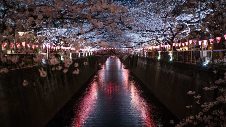 Tokio. En esta imagen, de marzo, se ven los cerezos floreciendo sobre el río Meguro, uno de los mejores miradores de cerezos en Tokio, ubicado en la zona de Nakameguro.