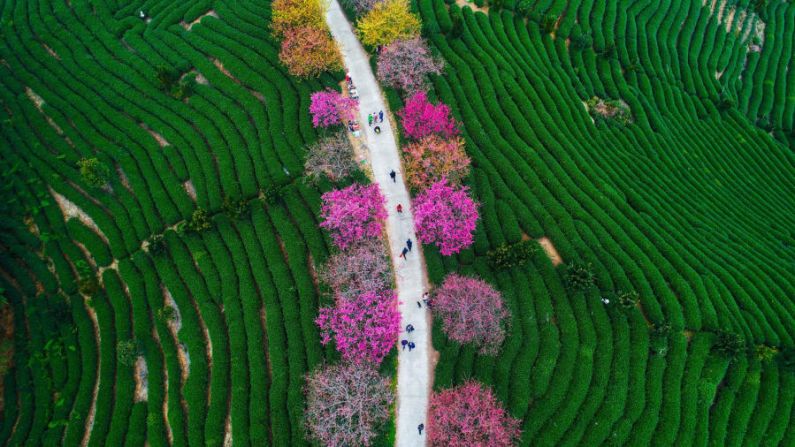 Longyan, China. Desde febrero, esta toma aérea muestra florecientes cerezos en una plantación de té, en la ciudad de Yongfu, en Longyan, Fujian.