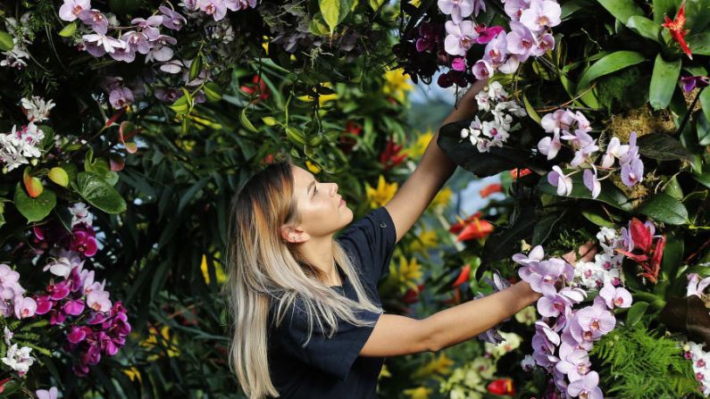 Londres. Jenny Forgie, trabajadora de Kew Gardens, alista una exhibición antes del festival de orquídeas de los famosos jardines, que en 2018 se realizó del 10 de febrero al 11 de marzo.