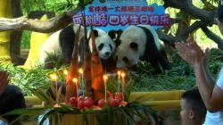 CNNE 549133 - 180731170918-china-panda-triplets-fouth-bday-super-169