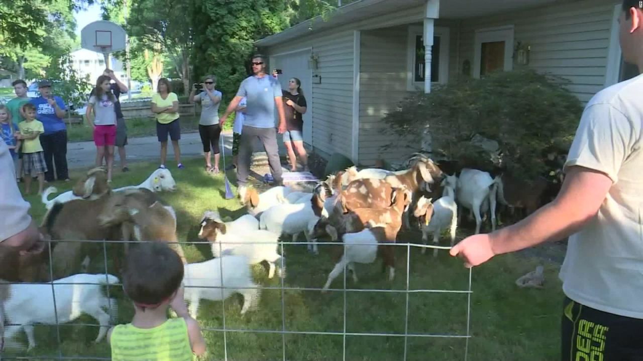 CNNE 550759 - cientos de cabras invaden un vecindario