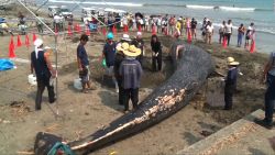 CNNE 550854 - ballena azul muere encallada en las cosas de japon