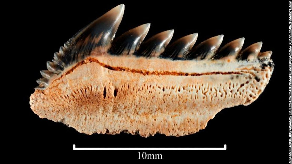 Los dientes del tiburón de seis branquias.