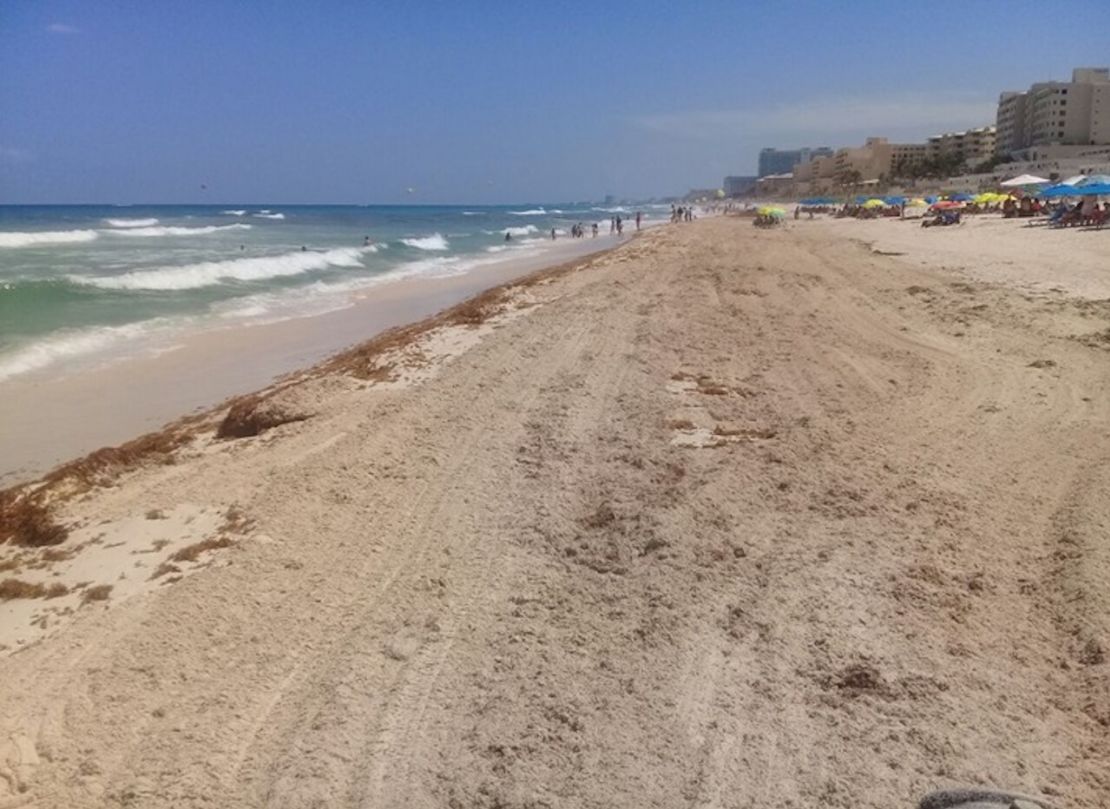 En esta imagen aparece el sargazo en las playas mexicanas.