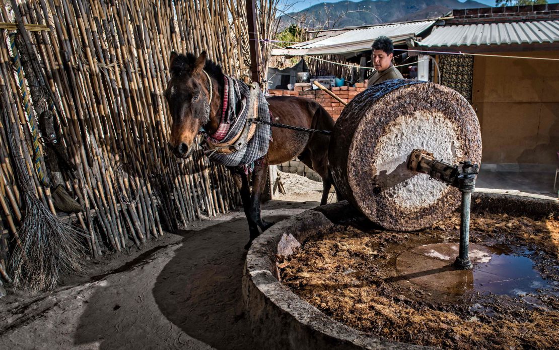 Una mula mueve el molino de piedra para procesar las piñas de agave en Santiago Matatlan, Oaxaca, México.