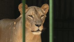 CNNE 553153 - violencia en nicaragua lleva a este zoologico a la quiebra