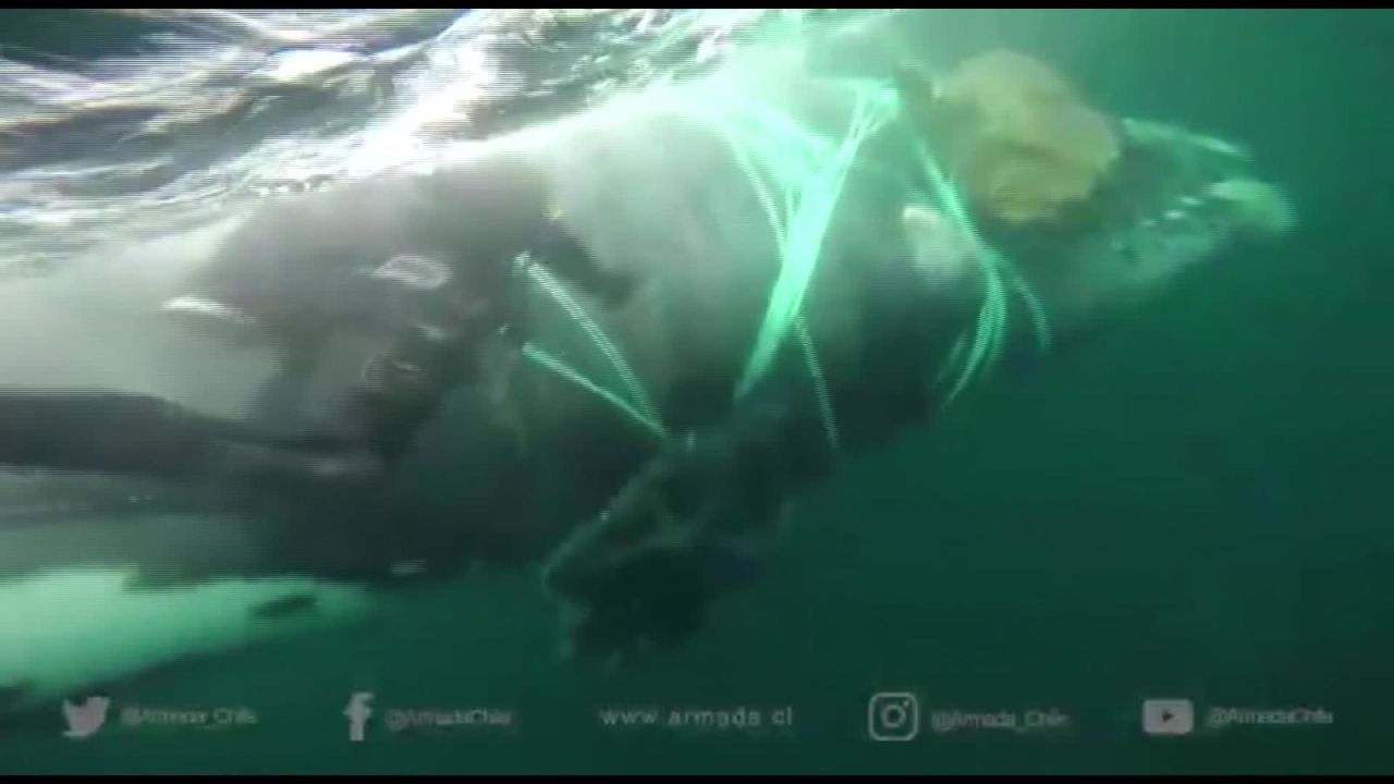 CNNE 553627 - buzos chilenos rescatan a ballena atrapada