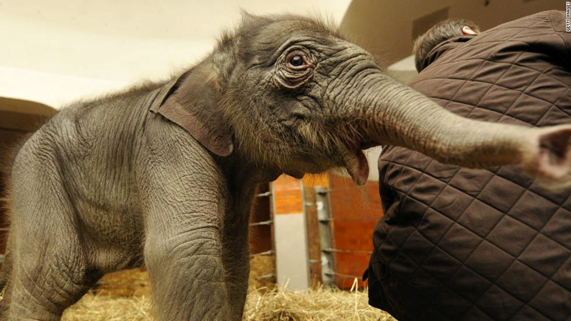 CNNE 553651 - 111007033130-munich-zoo-elephant-horizontal-large-gallery