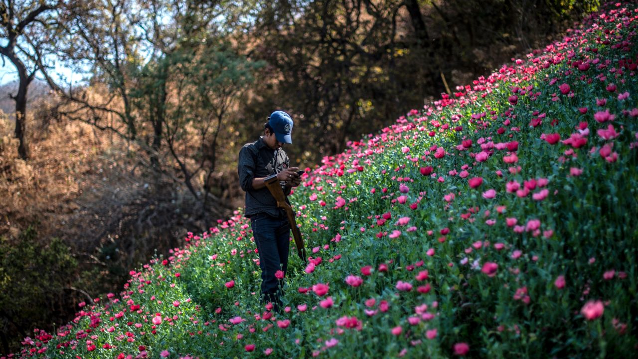 TOPSHOT - A Guerrero Community Police member looks at his mobile phone as he stands guard at an illegal poppy field, in Heliodoro Castillo, Guerrero state, Mexico, on March 25, 2018. 
In the mountains of Guerrero, despite continuous operations of the Mexican Army to eradicate illegal plantations, the cultivation of poppy and the production of opium gum are growing. Conflicts between small cartels that control production areas are also intensifying. In this "no man's land", of scarce presence of the public force, "community police" have appeared to protect peasant communities and, according to the circumstances, confront or negotiate with organized crime groups. / AFP PHOTO / Pedro PARDO