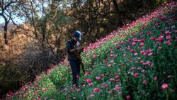 TOPSHOT - A Guerrero Community Police member looks at his mobile phone as he stands guard at an illegal poppy field, in Heliodoro Castillo, Guerrero state, Mexico, on March 25, 2018. 
In the mountains of Guerrero, despite continuous operations of the Mexican Army to eradicate illegal plantations, the cultivation of poppy and the production of opium gum are growing. Conflicts between small cartels that control production areas are also intensifying. In this "no man's land", of scarce presence of the public force, "community police" have appeared to protect peasant communities and, according to the circumstances, confront or negotiate with organized crime groups. / AFP PHOTO / Pedro PARDO