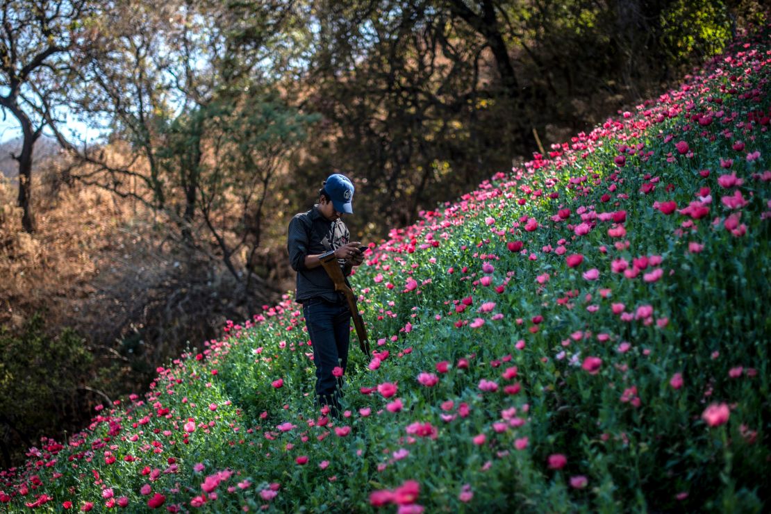 Un miembro de la Policía de Guerrero en una plantación de amapola.